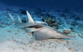 La parenté et la proximité morphologique avec les requins est frappante chez cette grande raie-guitare, une espèce présente au plus près en mer Rouge. La parenté et la proximité morphologique avec les requins est frappante chez cette grande raie-guitare, une espèce présente au plus près en mer Rouge.