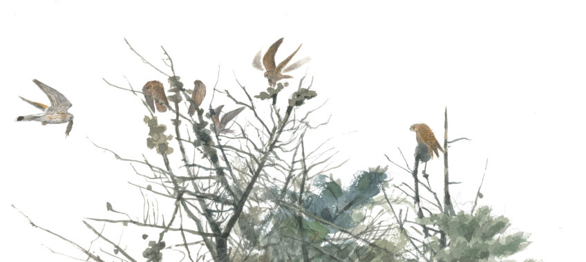 Faucons crécerelles