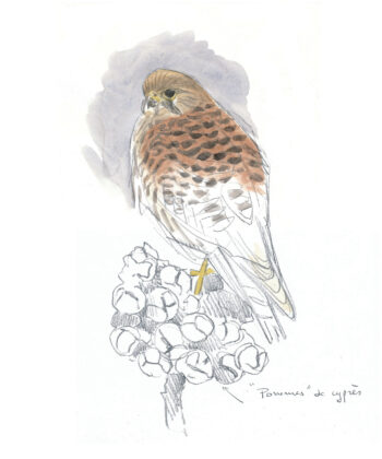 Faucon crécerelle