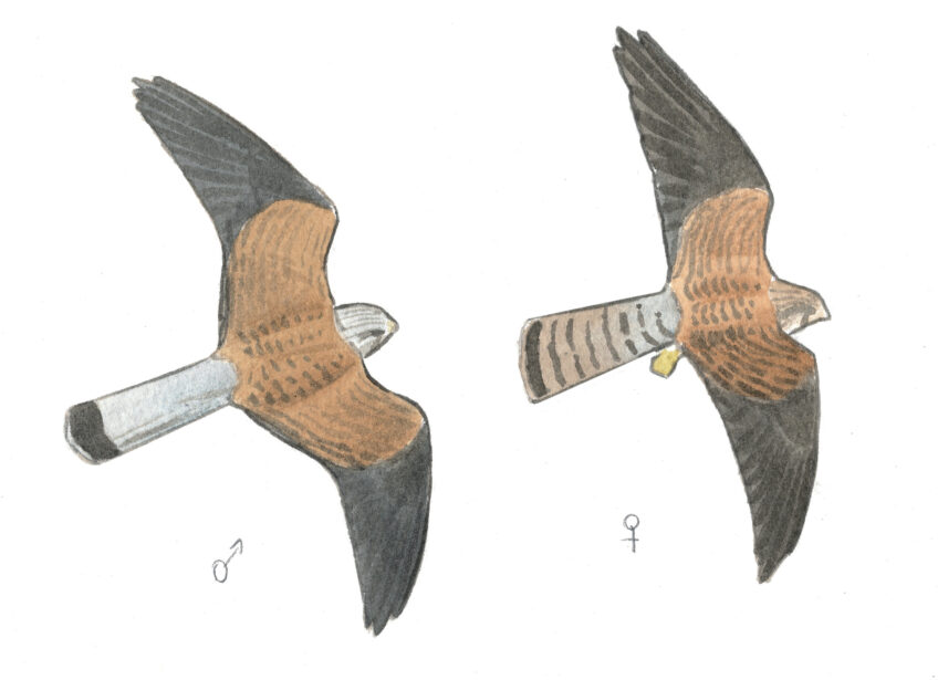 Faucon crécerelle différences entre mâle et femelle