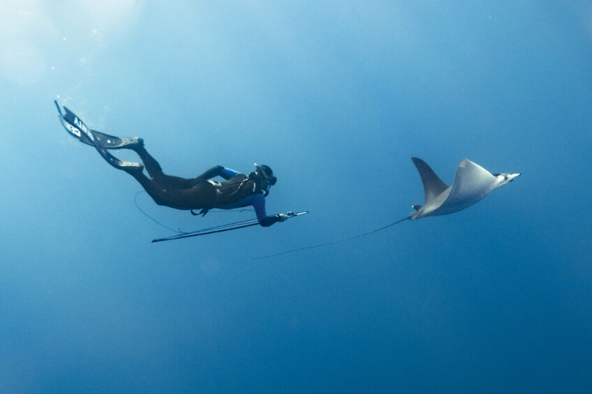 Une équipe de scientifiques part à la recherche du diable de mer