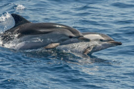 © Sébastien Barrio