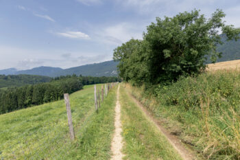 Pour les animaux, les haies sont à la fois un abri, un lieu de vie et une voie de déplacement.  Pour les animaux, les haies sont à la fois un abri, un lieu de vie et une voie de déplacement.