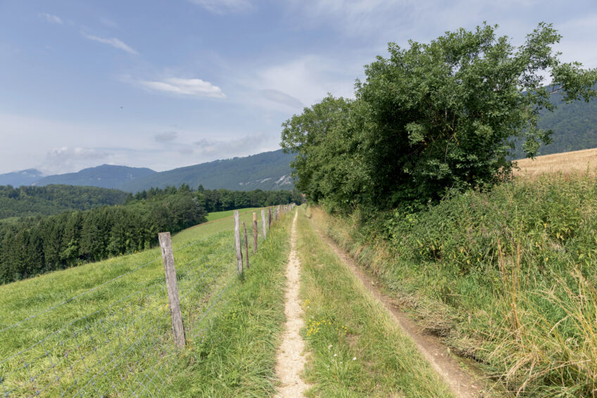 Pour les animaux, les haies sont à la fois un abri, un lieu de vie et une voie de déplacement.