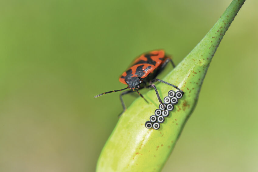 Punaise rouge du chou et ses œufs