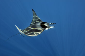 La raie mobula est une proche cousine de la raie manta. Seule la première côtoie assidument la Méditerranée. La raie mobula est une proche cousine de la raie manta. Seule la première côtoie assidument la Méditerranée.