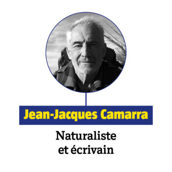 Jean-Jacques Camarra Salamandre