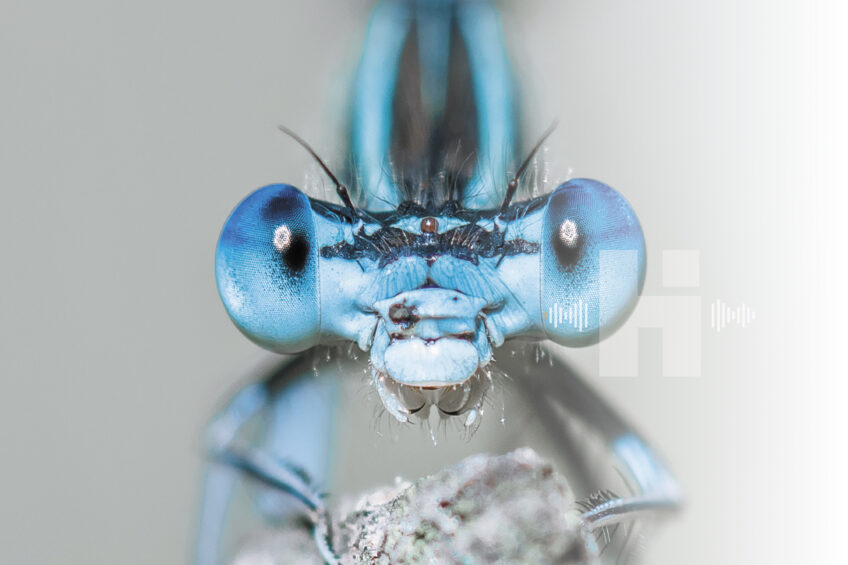 Podcast Histoires d'images -L'appel des libellules