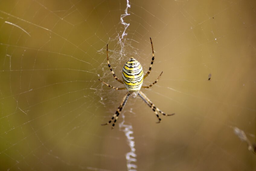 Argiope frelon