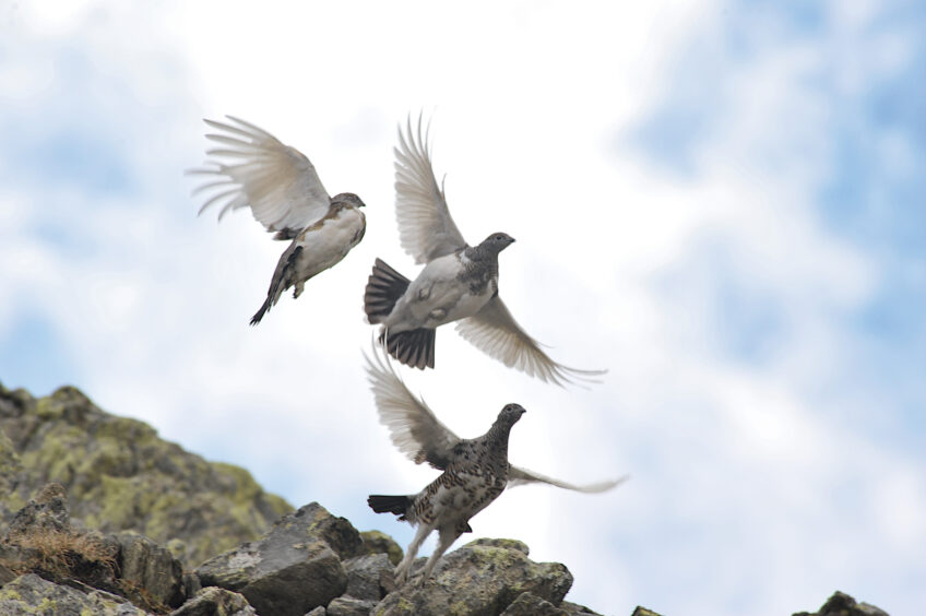 Lagopèdes alpins en été