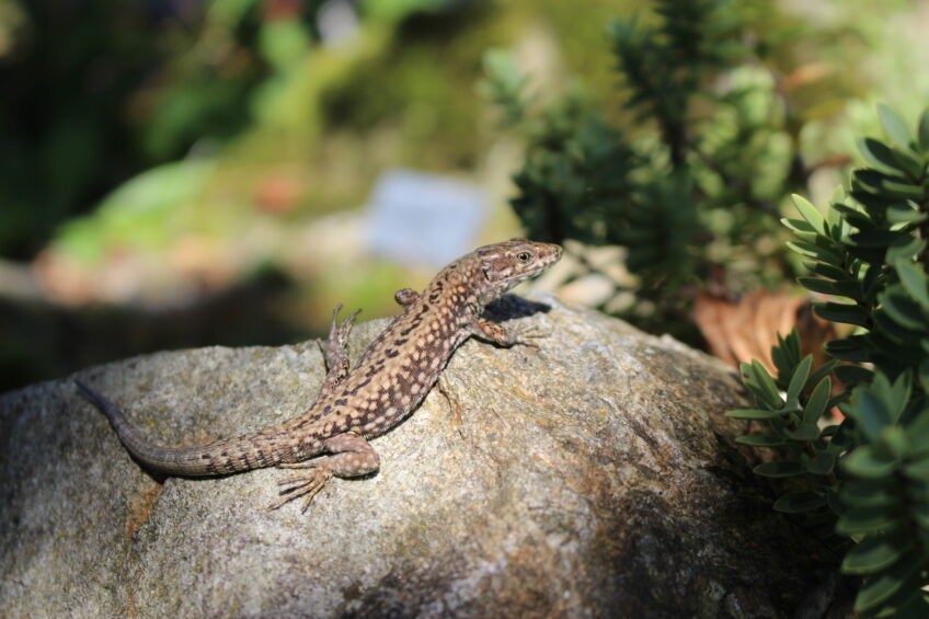 Lézard