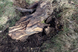Installez un large rondin à plat dans un trou d’environ 15 cm de profondeur, certains coléoptères ont besoin de bois mort enterré pour pondre leurs œufs.