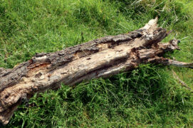 Dispersez quelques troncs et grosses branches parmi les herbes folles, ils serviront
de perchoirs aux vers luisants et aux reptiles.