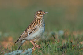 Alouette lulu / © AGAMI/stock.adobe.com