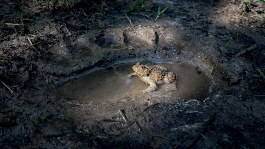 Sonneur à ventre jaune
