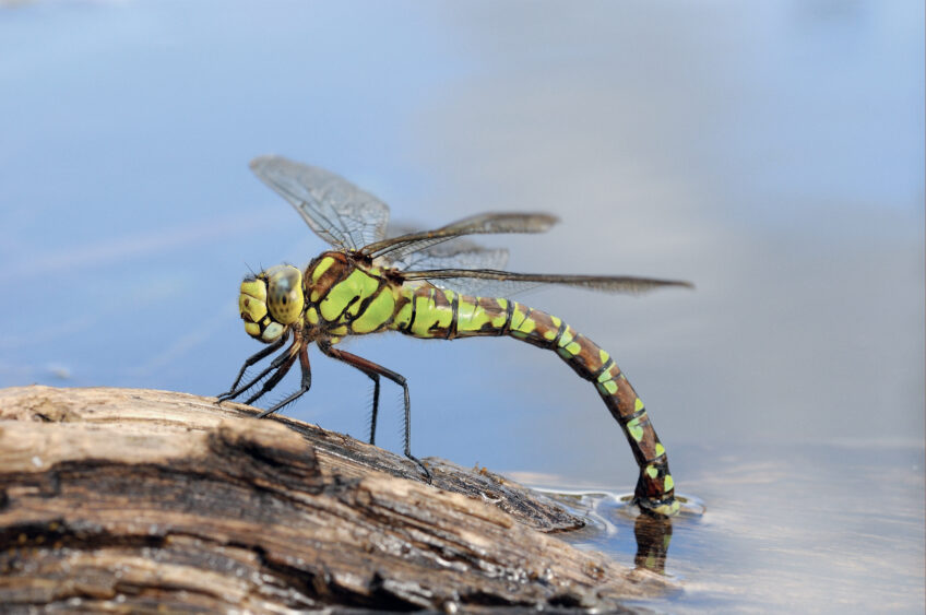 L'æschne bleue a besoin de la pluie pour pondre