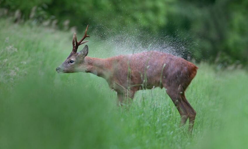 Chevreuil sous la pluie