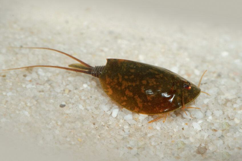 Lepidurus apus