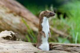 Belette / © Erni/stock.adobe.com