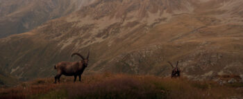 Bouquetins au coucher du soleil devant le Grand Combin et le mont Vélan (à droite)
Quelque part dans une des vallées des trois Dranses, le 8 septembre 2017 à 19 h 35.