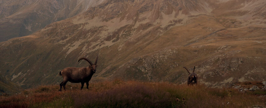 Bouquetins au coucher du soleil devant le Grand Combin et le mont Vélan (à droite)