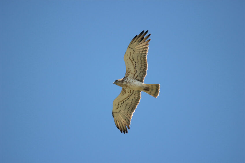 Circaète Jean-le-Blanc