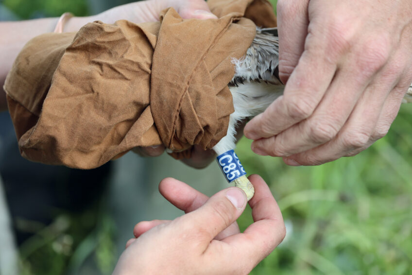 Opération baguage pour l'œdicnème criard