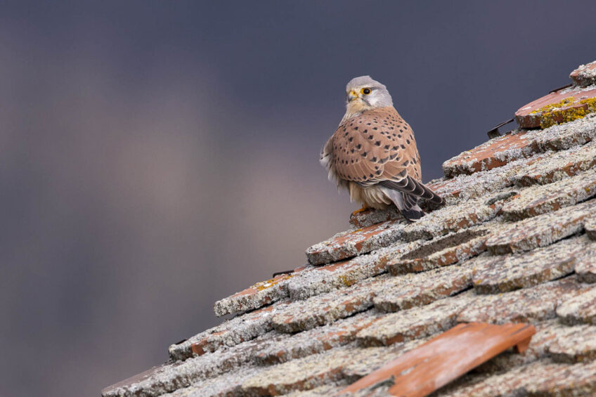 Faucon crécerelle sur le toit d'une remise