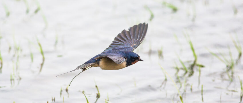 L'hirondelle prédit-elle vraiment la pluie ?