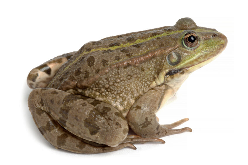 Les grenouilles prédisent-elle vraiment la pluie ?