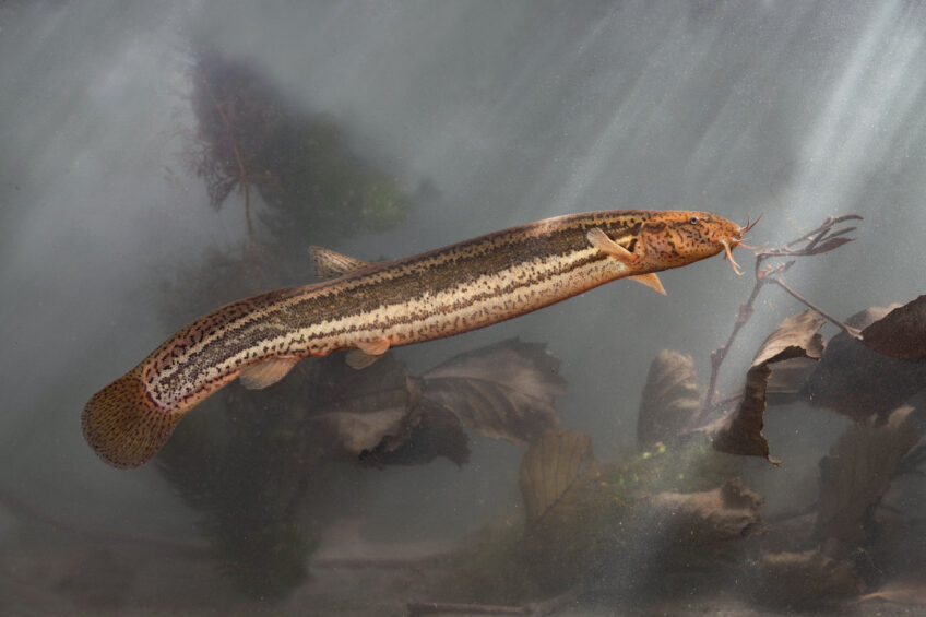 Loche d'étang, un poisson qui prédit la pluie
