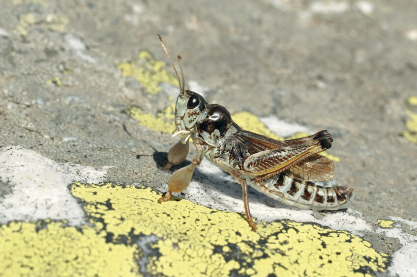 Gomphocère des alpages ou criquet Popeye