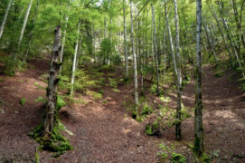 Le rare coléoptère Litargus connexus vit sous l’écorce des arbres morts.