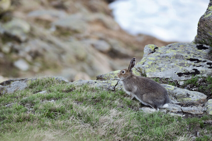 Lièvre variable en été