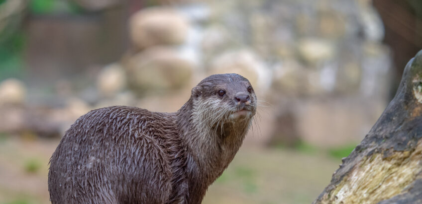 loutre