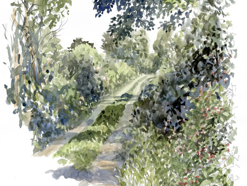 Les ronces et leurs mûres dessinées par Denis Clavreul