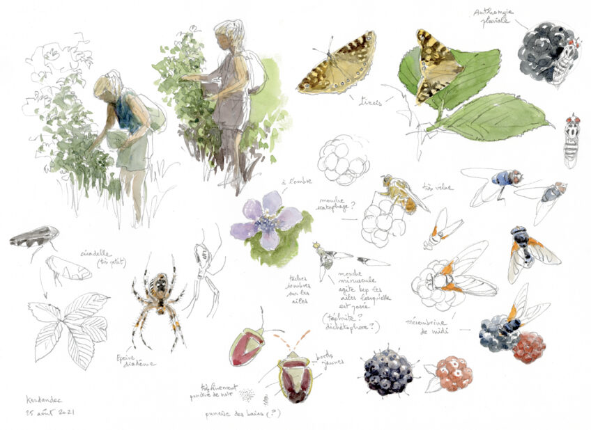 Les ronces et leurs mûres dessinées par Denis Clavreul