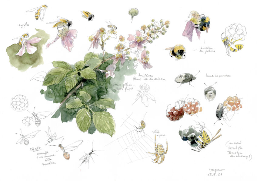 Les ronces et leurs mûres dessinées par Denis Clavreul