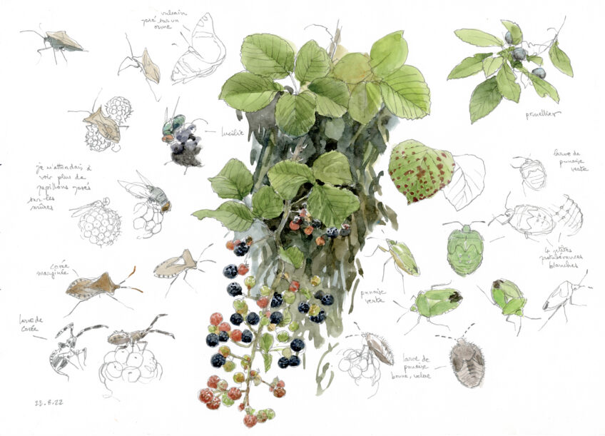 Les ronces et leurs mûres dessinées par Denis Clavreul