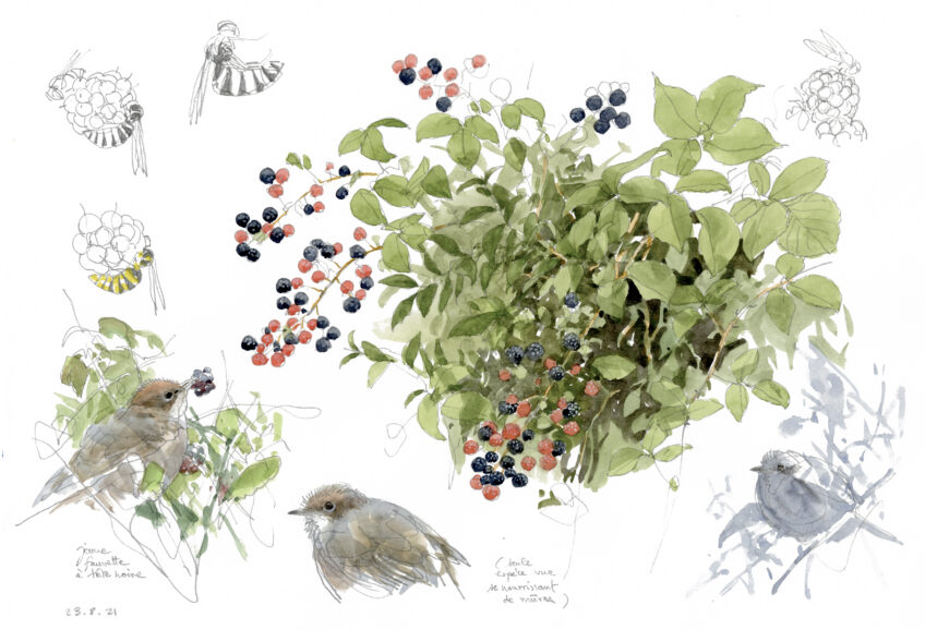 Les ronces et leurs mûres dessinées par Denis Clavreul