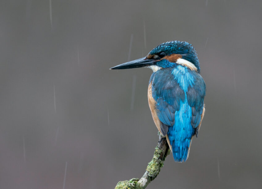 Que font les martin-pêcheurs pendant la pluie ?
