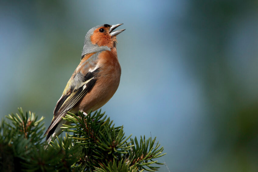 Que font les oiseaux pendant la pluie ?