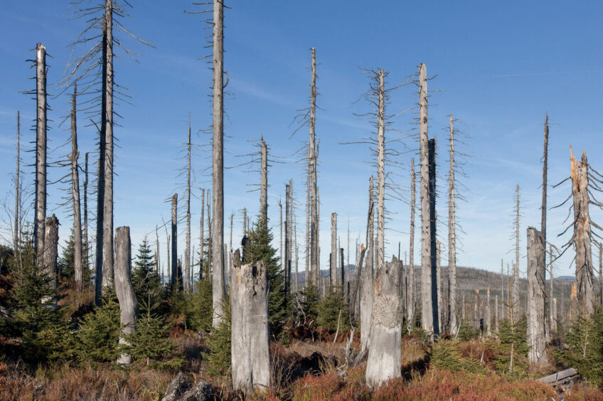 Stigmates de pluies acides dans la forêt de Bavière (Allemagne) Stigmates de pluies acides dans la forêt de Bavière (Allemagne)