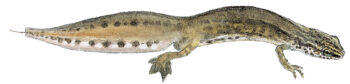 triton palmé