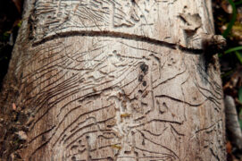Tronc sculpté par les scolytes / © pixarno/stock.adobe.com