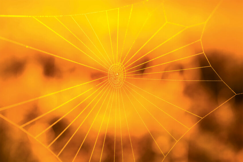 Pourquoi et comment l'araignée tisse-t-elle de la soie ?