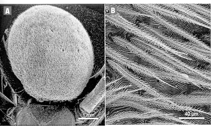 Kevlar, médicaments, CO2 : 3 technologies inspirées des araignées