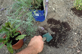 Creusez les trous qui accueilleront les plantes en les espaçant de 30 à 40 cm, puis ajoutez du terreau à l’intérieur.