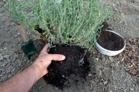 Ecartez doucement les racines des plants et repiquez-les dans les trous. Recouvrez de terreau ou de compost, tassez et arrosez copieusement.