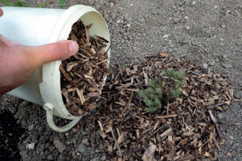 Paillez à l’aide de copeaux de bois, de broyats de branches ou de paille.
